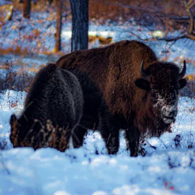 Photo tirée d'Instagram, @robert_snow_photography