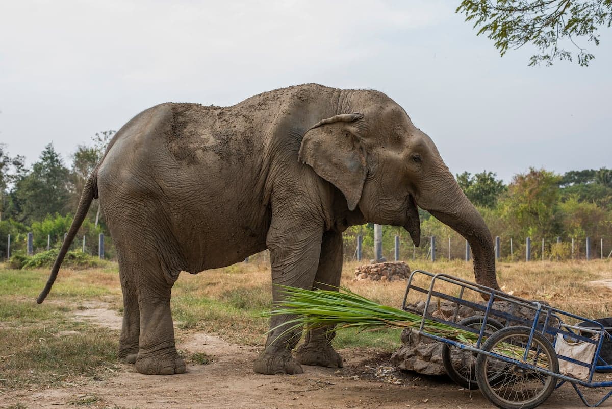 Boon Chey, un autre éléphant sauvé de l'industrie du tourisme thaïlandais par la WFFT.