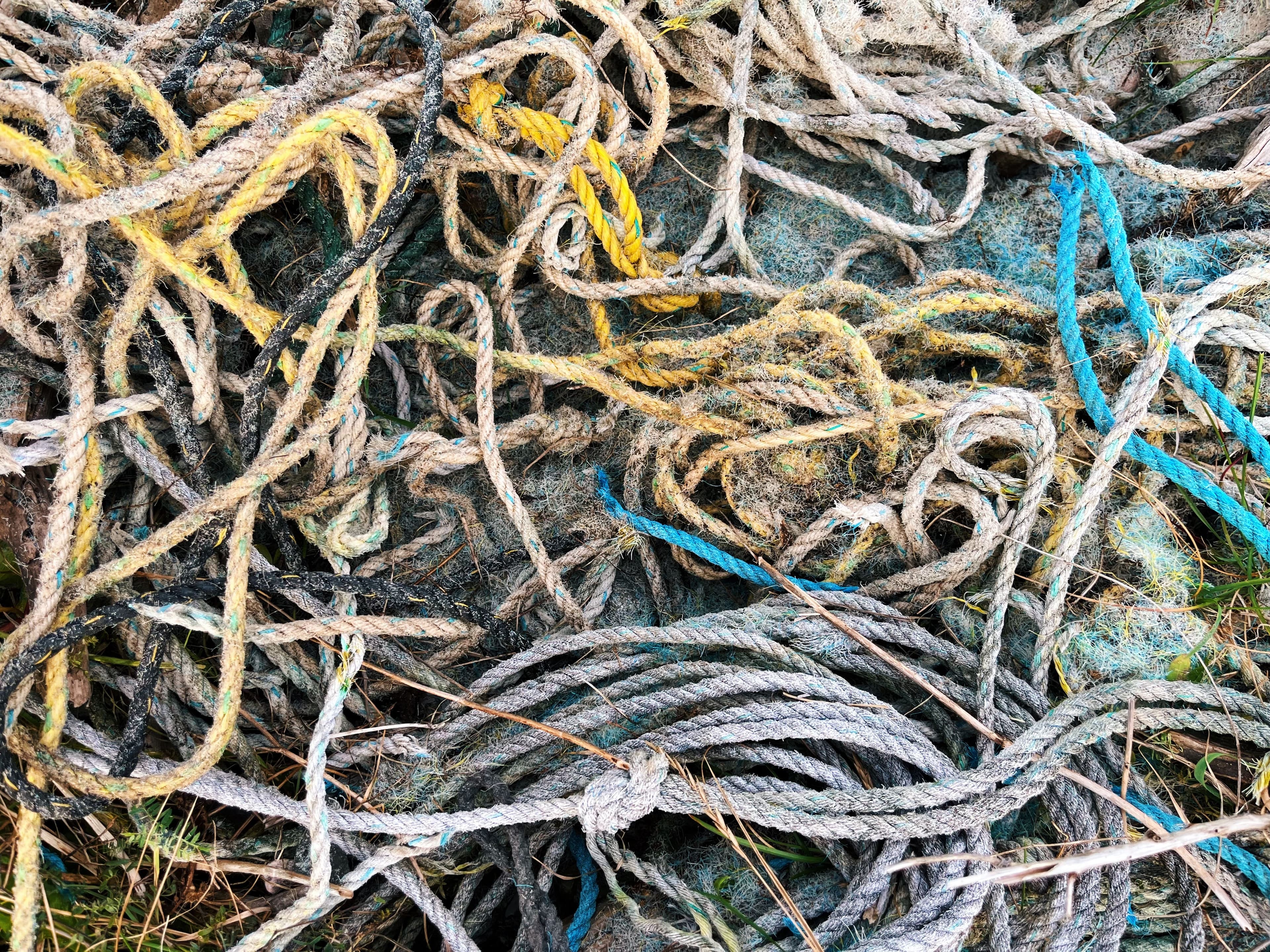 Photo courtoisie Organisation Bleue