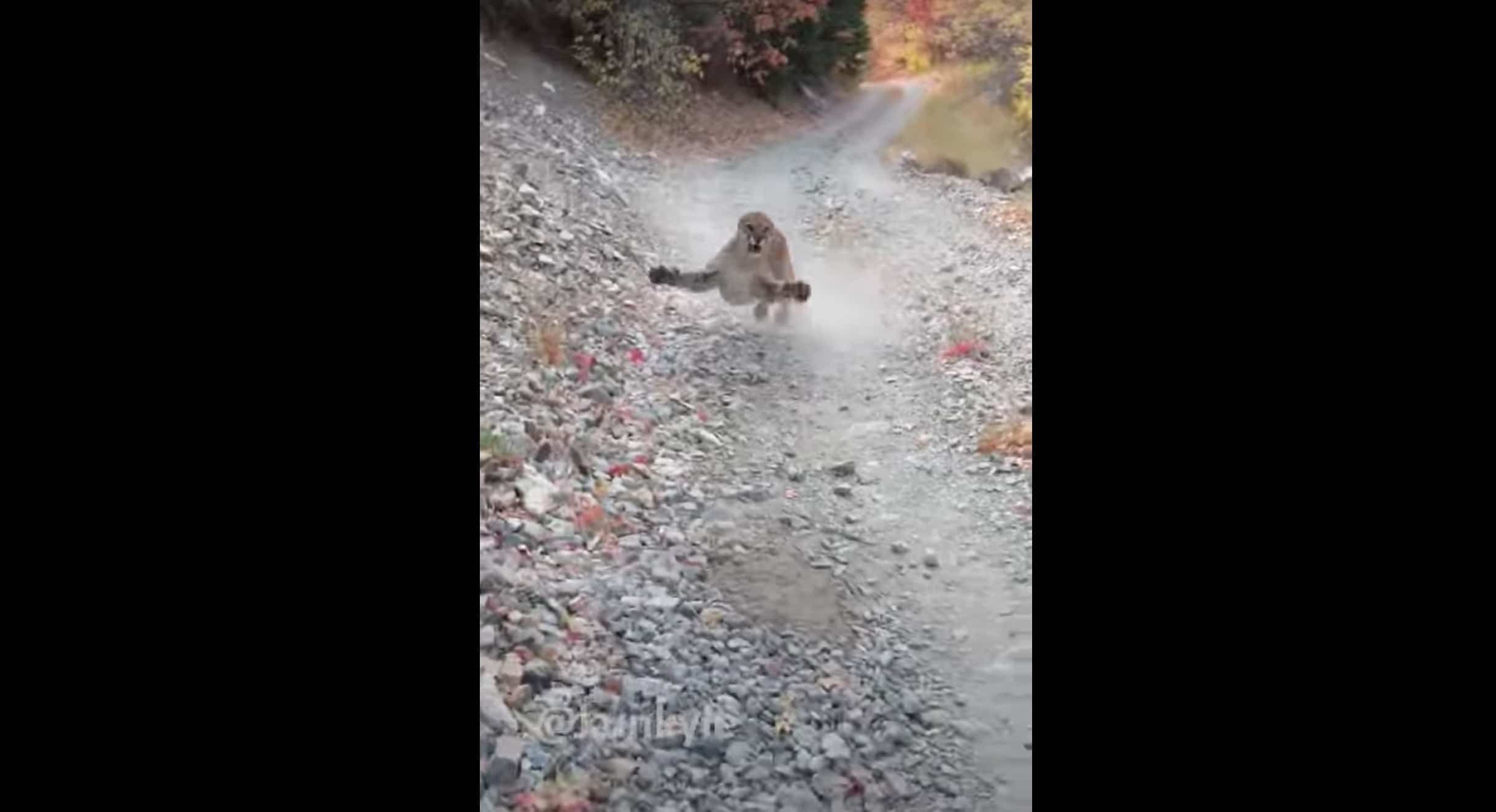 Capture d'écran / Youtube Kunkyle z