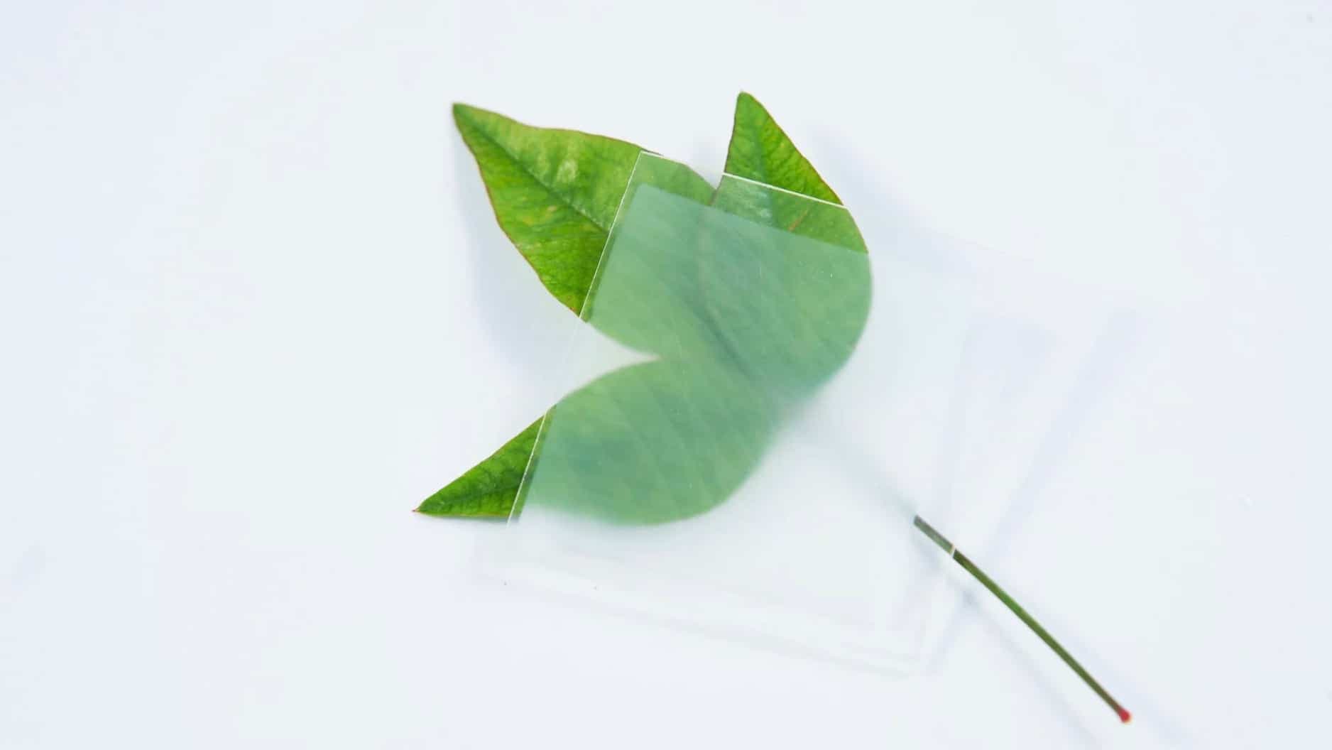 Bing research Lab, University of Maryland.