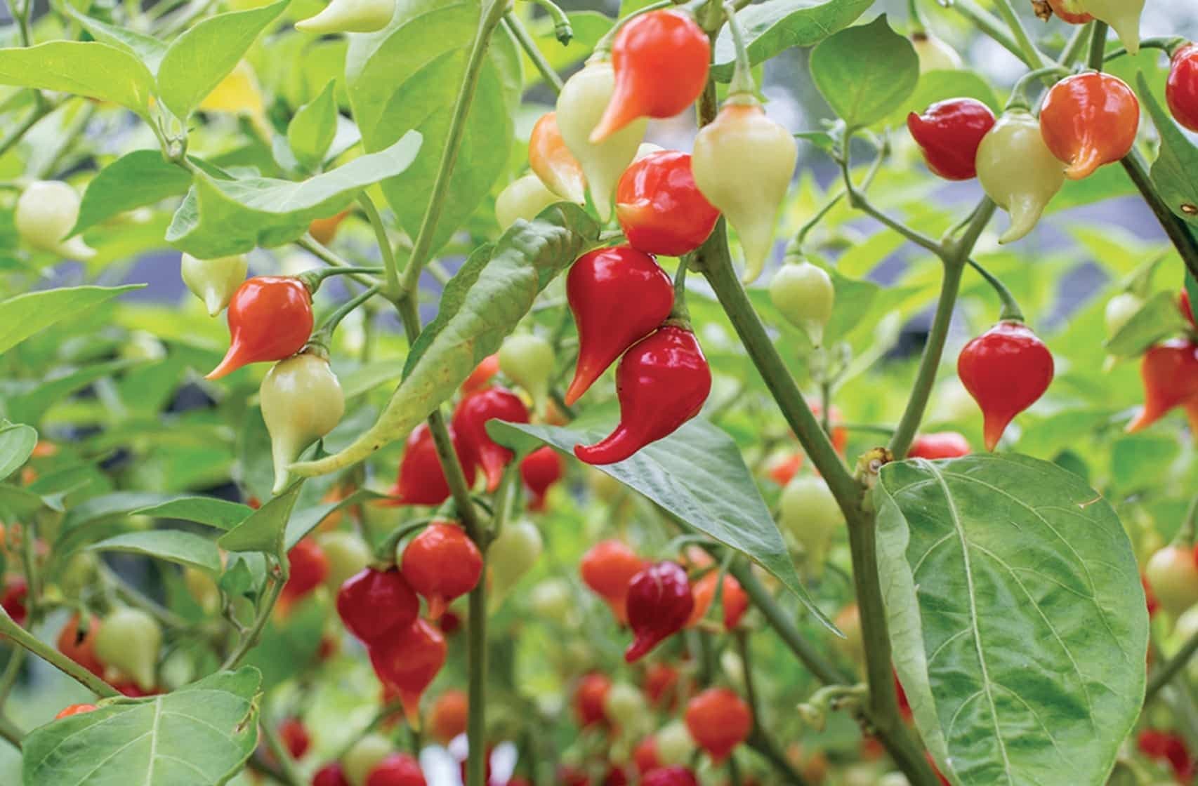 Courtoisie Écoumène