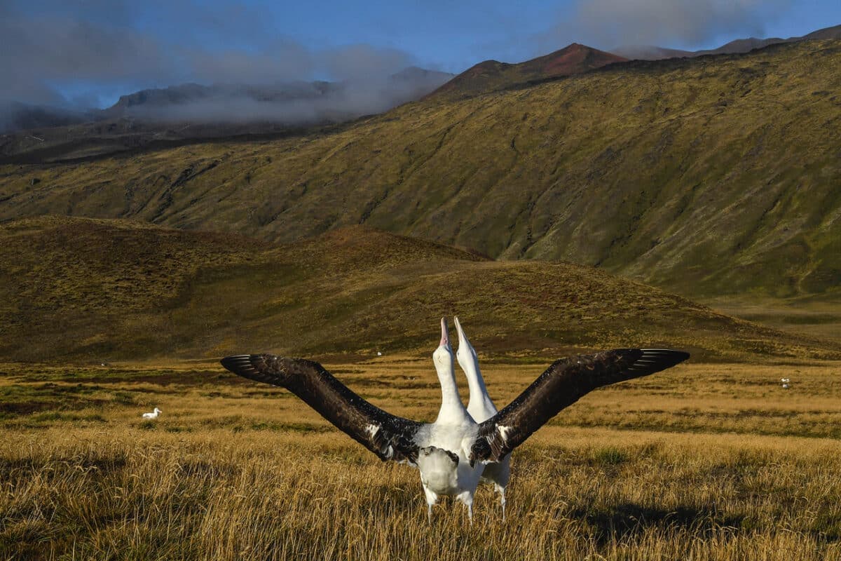 Des albatros errants sur l'île Marion