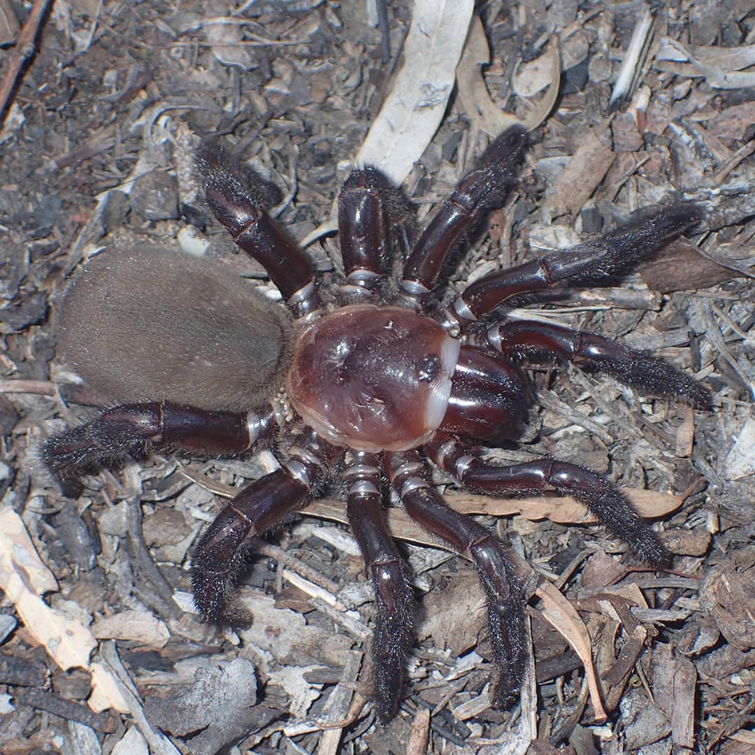 Une euoplos dignitas femelle, qui peut vivre plus de 20 ans à l'état sauvage.