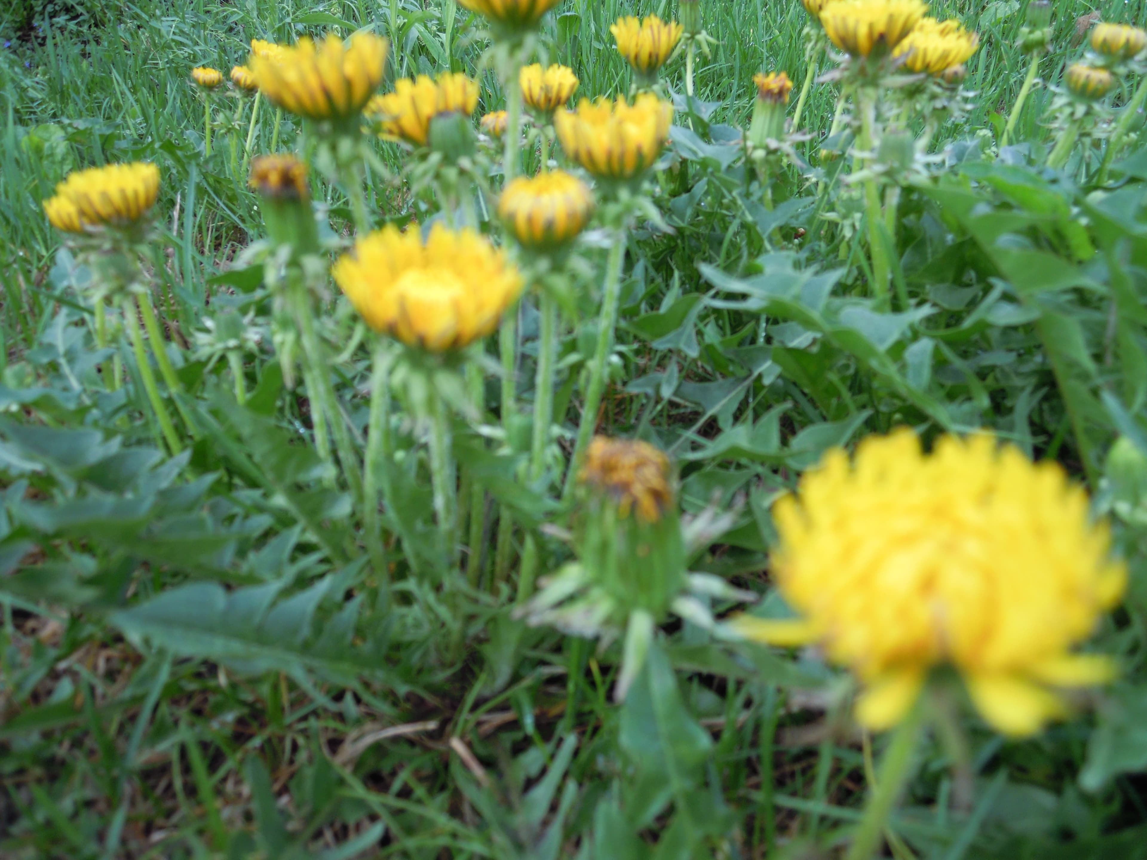 MICHEL THIBAULT/LE SOLEIL DE CHÂTEAUGUAY/AGENCE QMI