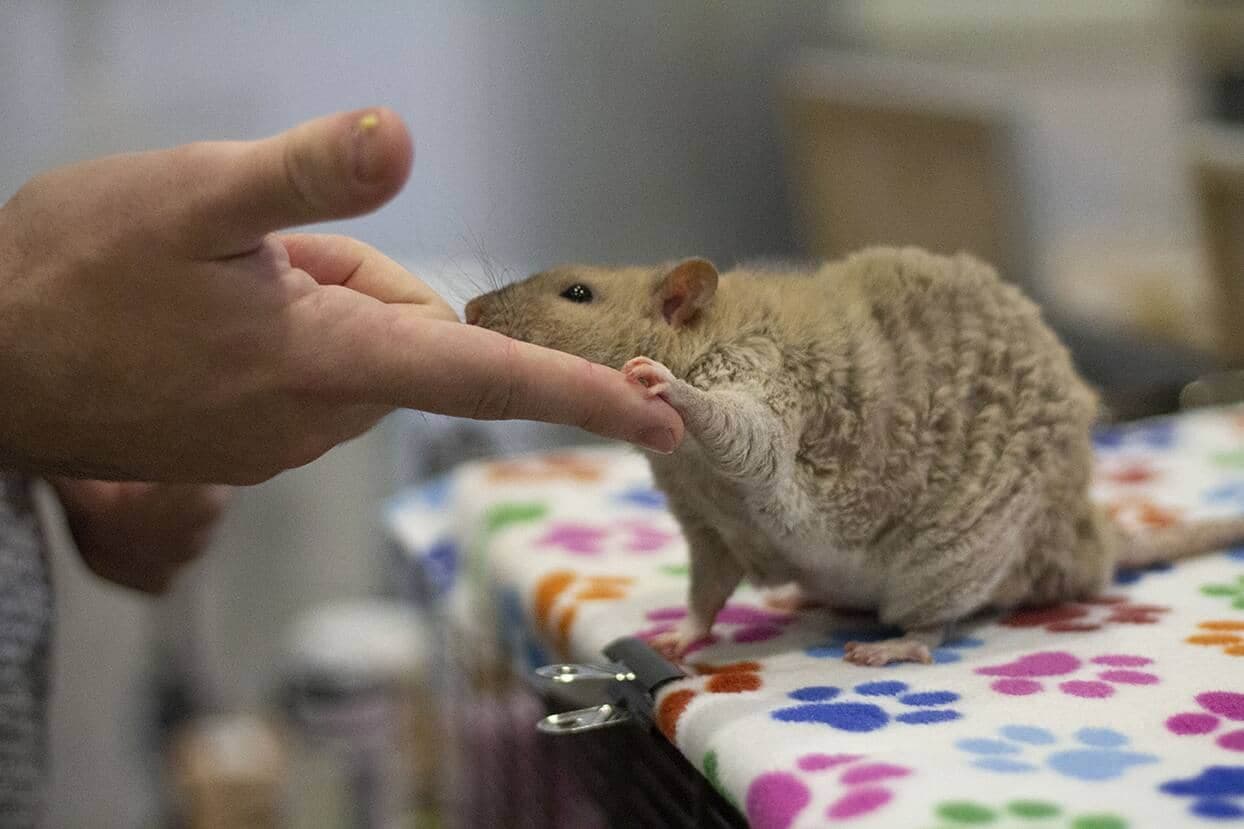 Courtoisie Guinness World Records