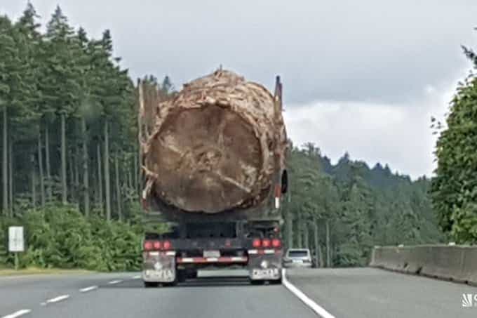 Ce tronc d'arbre coupé l'an dernier en Colombie-Britannique a fait le tour des réseaux sociaux en début juin, soulevant la colère des internautes.