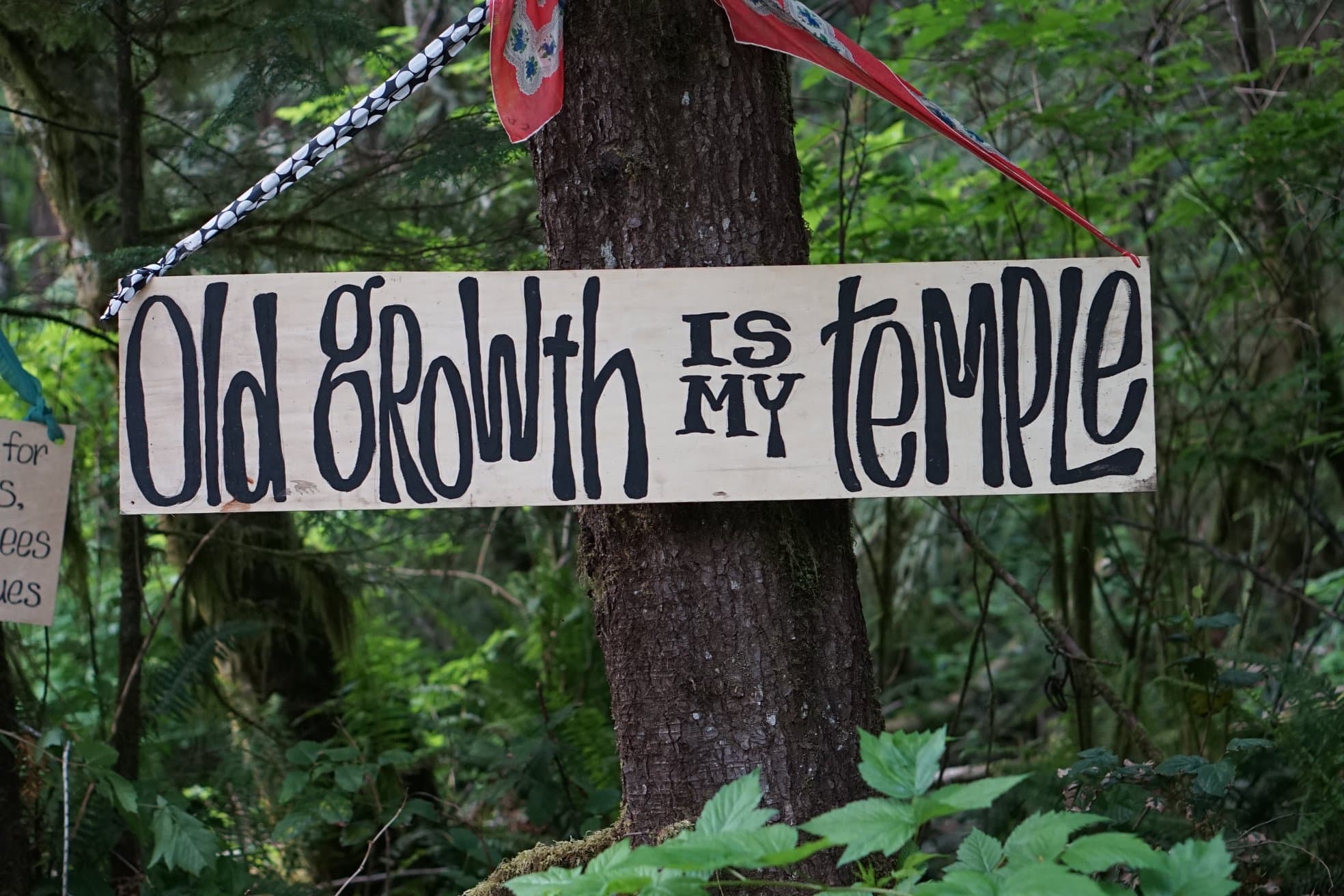 Photo tirée de Facebook, Rainforest Flying