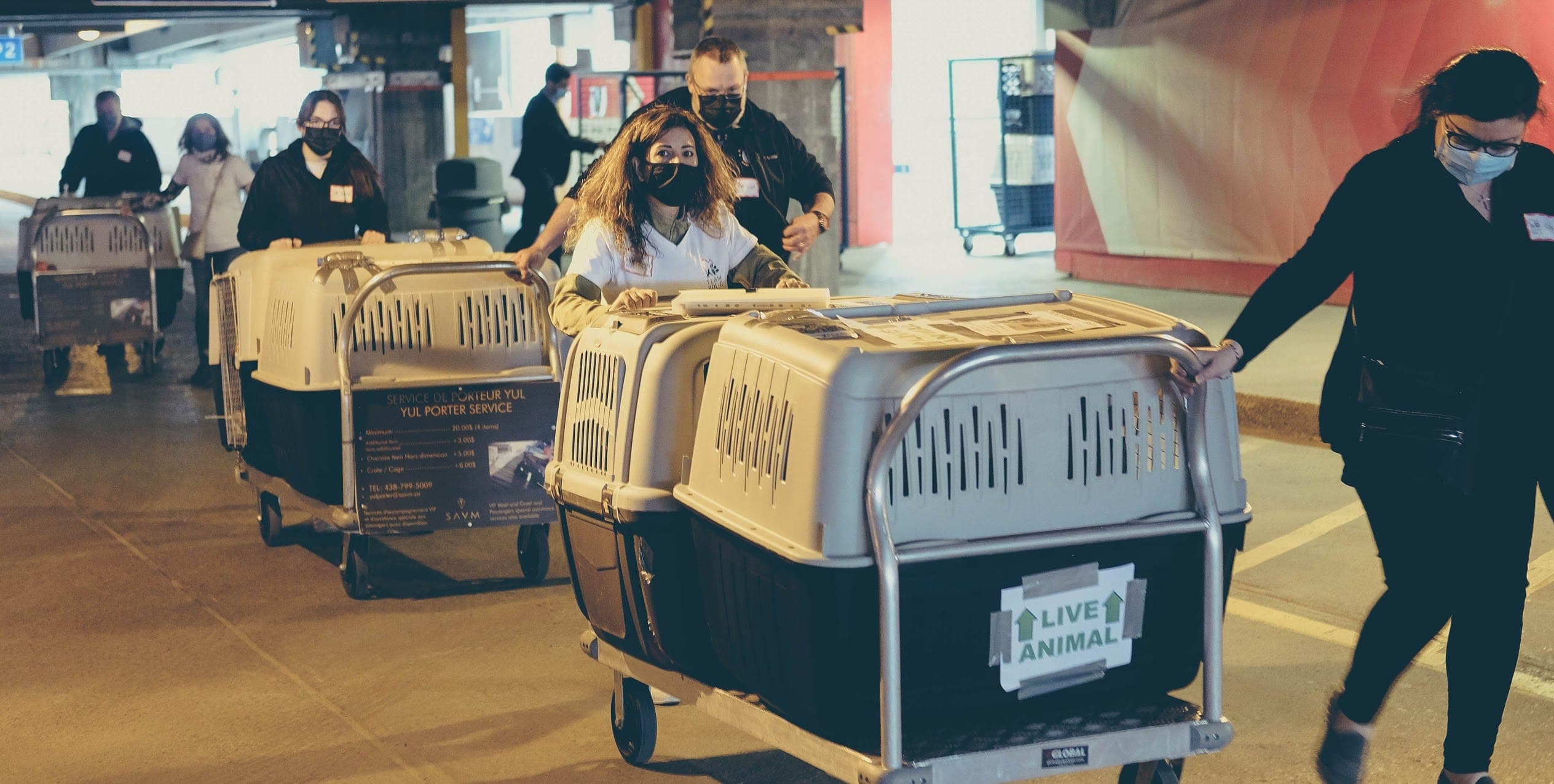 Rescue DOGS from Lebanon-CANADA