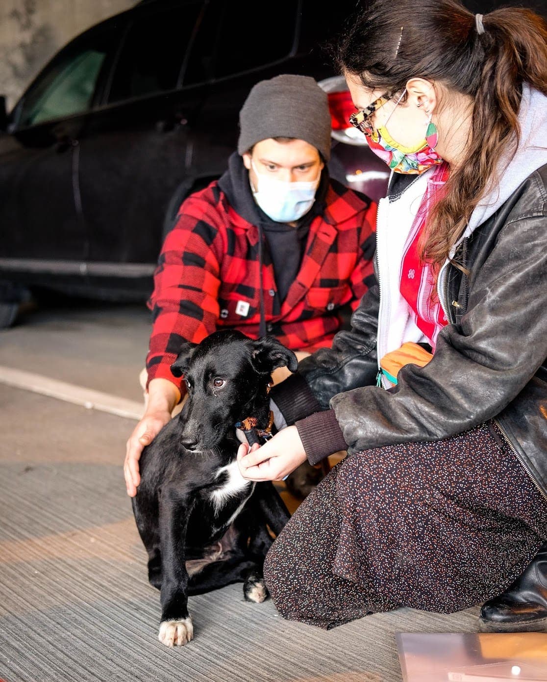 Rescue DOGS from Lebanon-CANADA