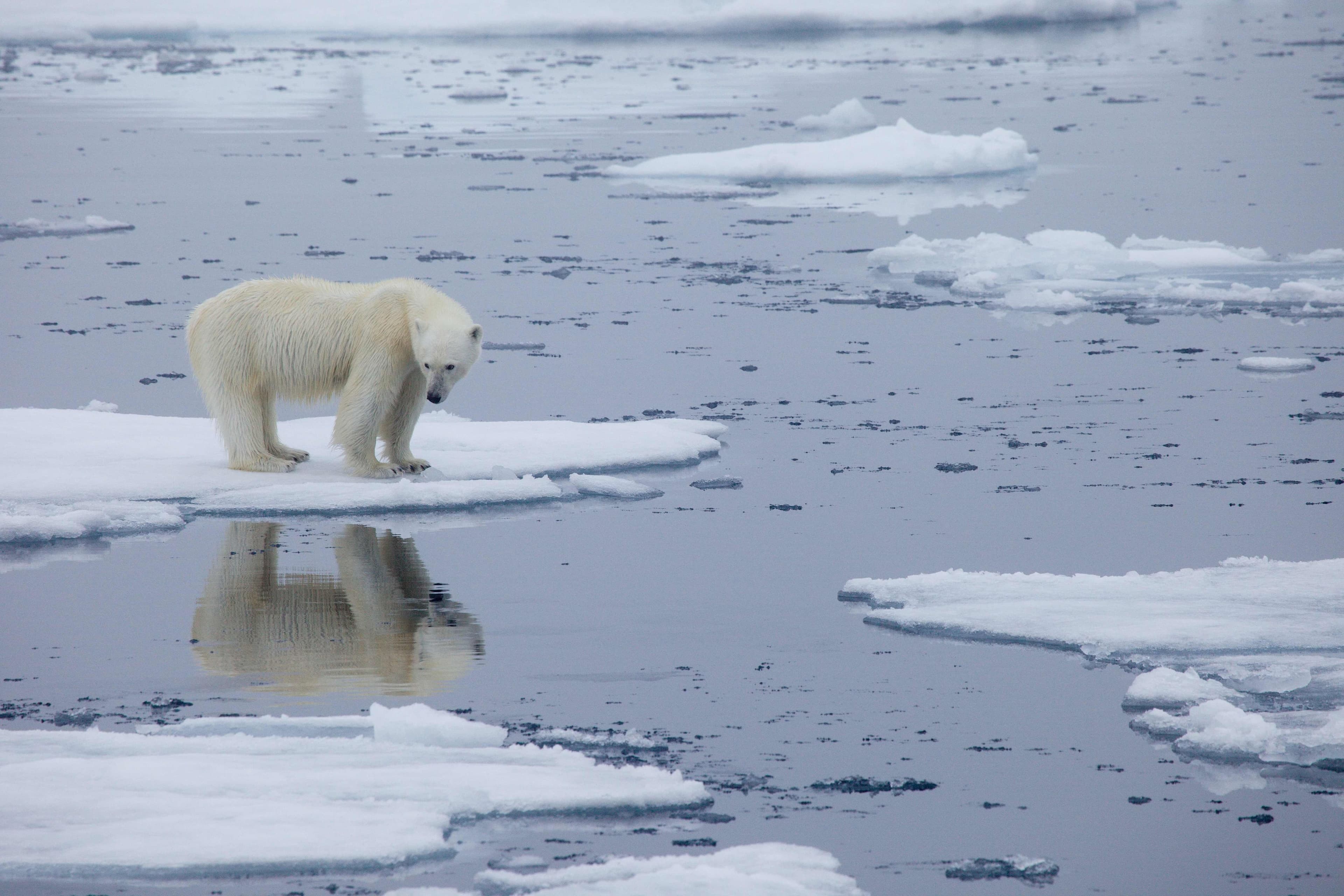 La fonte de la banquise en Arctique met à risque la survie des ours polaires.