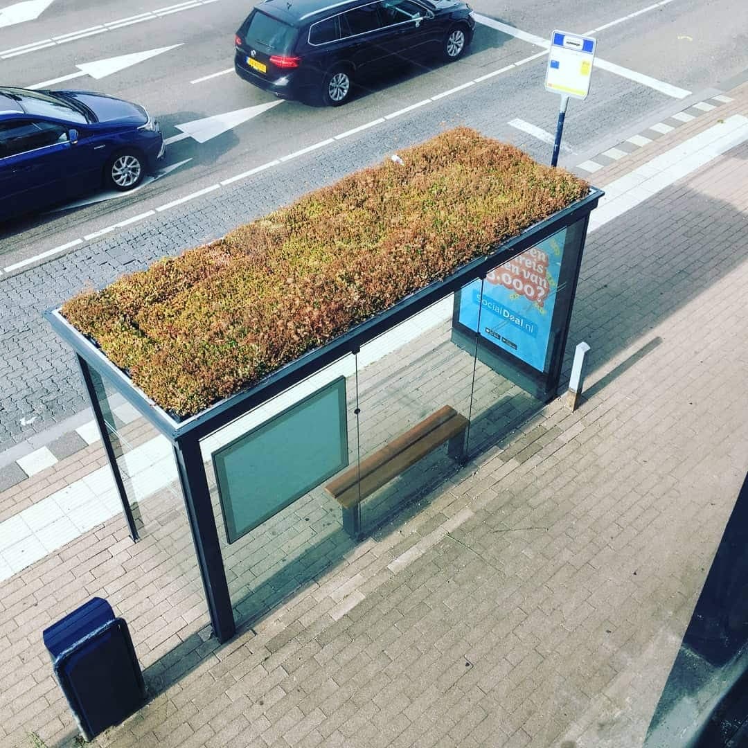 Des toits verts sont installés sur les abris-bus dans certaines villes des Pays-Bas pour favoriser la prolifération des abeilles.
