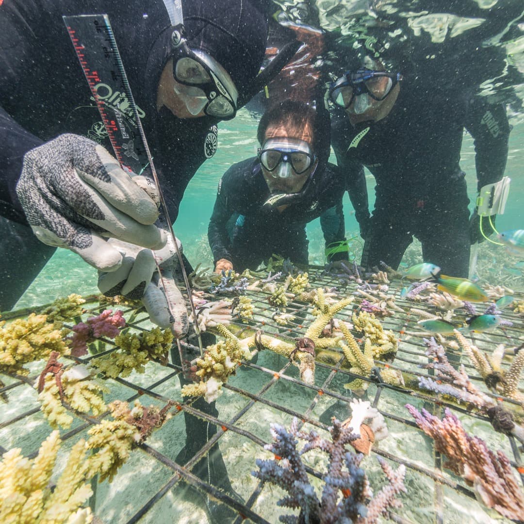 Des plongeurs examinent des transplantations de coraux dans le parc national de Komodo, en Indonésie.