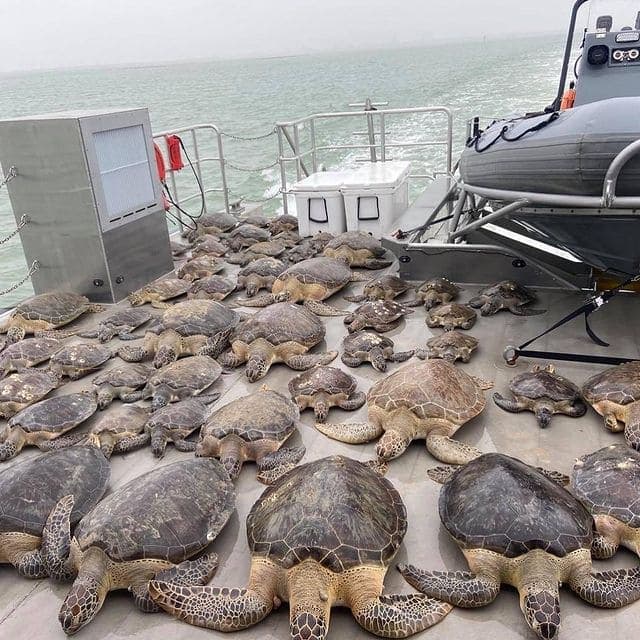 Photo tirée d'Instagram, @texasparkswildlife