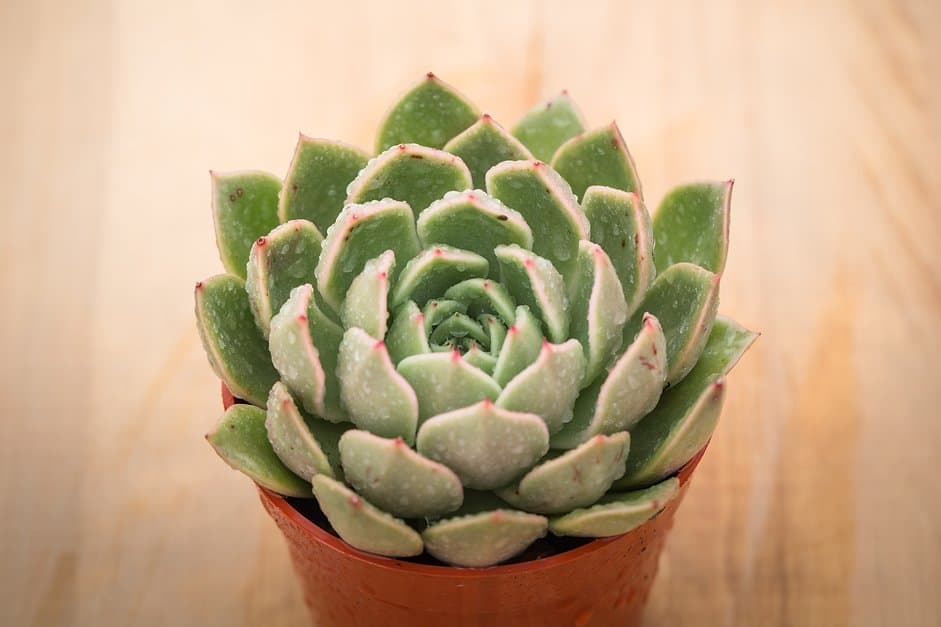 via succulentes québec