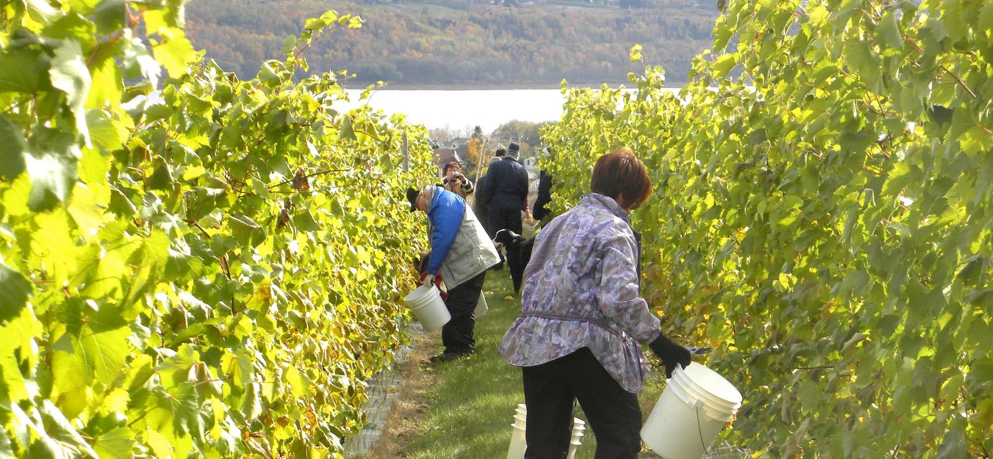 Courtoisie Vignoble Domaine l'Ange Gardien
