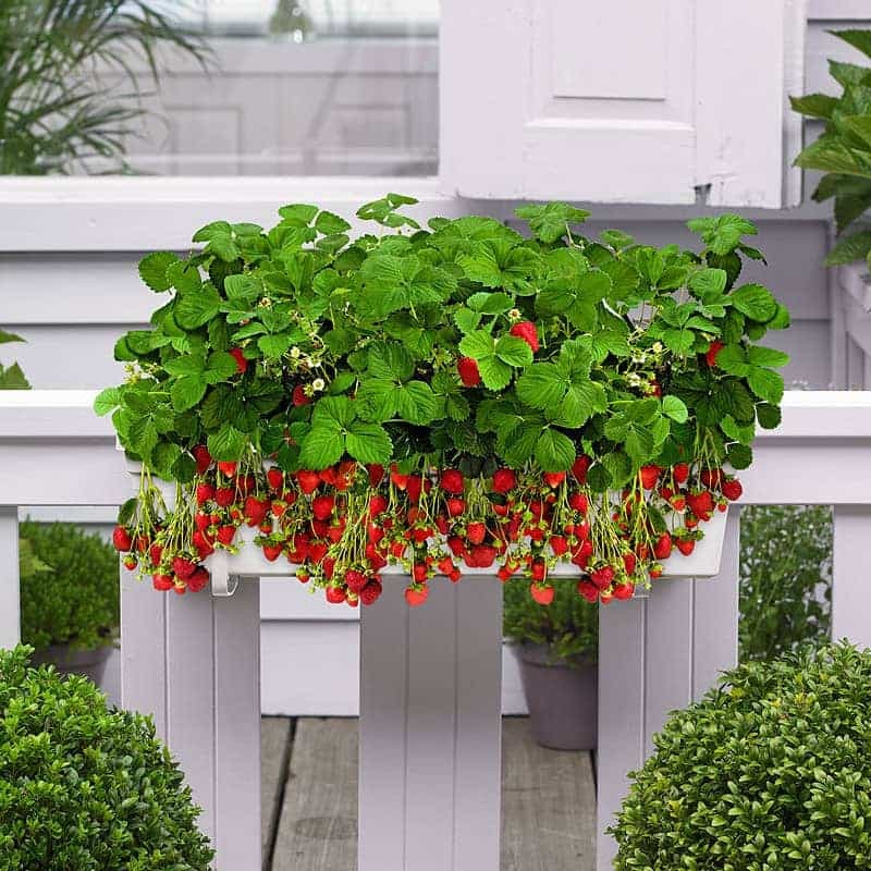 Courtoisie Jardins Zeillinger