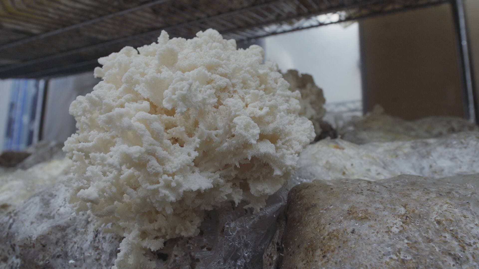 L'hydne corail, un champignon comestible, croyez-le ou non.